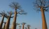 Baobabs Coast Tour